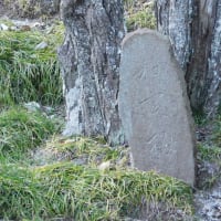 江南所無は仁徳天皇時代から存在した　水戸の浪速の梅と烈公梅の関係など