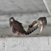 チョウゲンボウ親子