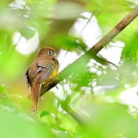 コスタリカ紀行　第2日目　ラ セルバ国立公園編　その３／ガーターキヌバネドリ　ミドリキヌバネドリ　シロエリマイコドリなど