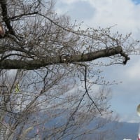 2024.03.29 万博記念公園一輪見つけたソメイヨシノと陽光桜