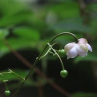 キレンゲショウマとレンゲショウマ～六甲高山植物園2024/8上旬（1）