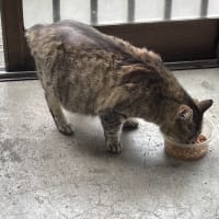 ブログのお引越しもおどげでにゃ？(≧▽≦)