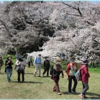 砧公園～岡本民家園ウォーキング・・・３月２６日(金)