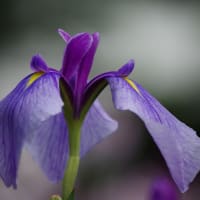 岩国、花菖蒲　2025.06.12