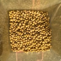大豆種まき始める