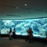 沖縄旅行　2日目　水族館と島歌居酒屋