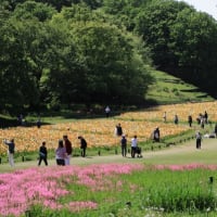 武蔵丘陵森林公園のポピー2025