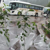 2015さくら道国際ネイチャーラン完走記　（画像編その８　ゴール後～閉会式）