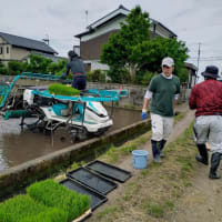 酒米の田植え
