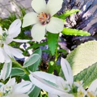 寄せ植えの中から
