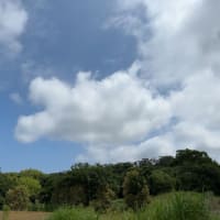 芝生で日光浴をするわんこのメリットは？