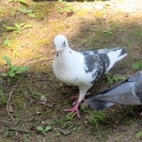 ココロちゃん♪