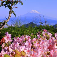 富士山　はい、想定は出来ていましたが... もう少し、駿河湾彩と... 残念。