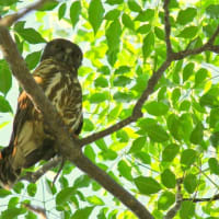 今年もアオバズクが来てくれました～♪♪