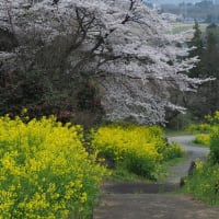 満開の慈徳寺の種まき桜に「桜の雨」（2025.4.13）