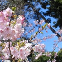 大泉緑地の春（２０２５年３月２０日）