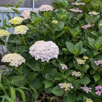 23，姥ちっち　⑥