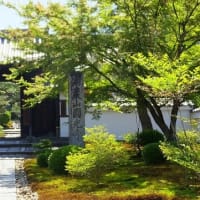 京都　青モミジ100シリーズの圓光寺