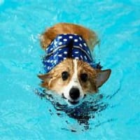 NYC. 泳ぐ 犬さん
