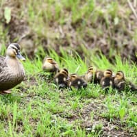 カルガモ親子の日々