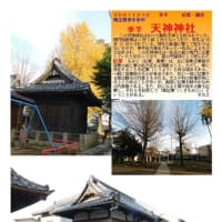 花巡り　銀杏－25　幸手　天神神社