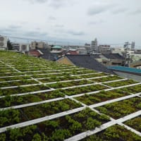 久しぶりに、会社の屋上緑化を