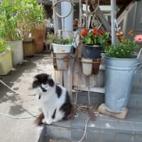 ニャンコと庭とブドウの木