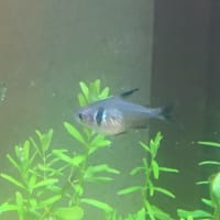 黄昏水槽にめぐる命