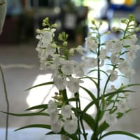 夏の花：ウチョウラン