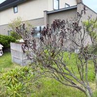 大輪を咲かせる牡丹の足元を見れば