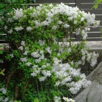 庭のツツジ（６）白花の２種
