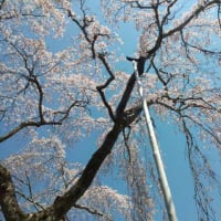 枝垂れ桜開花状況（平成31年4月3日）