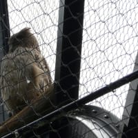 旭山動物園～北海道を代表する鳥・シマフクロウ