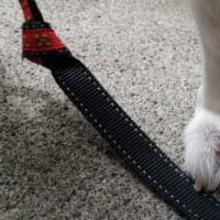 犬でも足が浮腫むんだね⋯