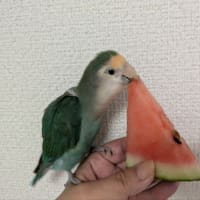 アゲハさんが大変🌀