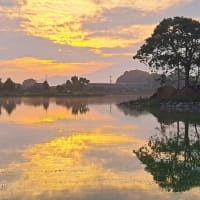 朝の散歩　平池緑地公園　56　6.26～28