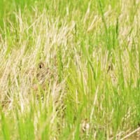 タマシギ　どこにいるか分からない！