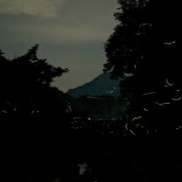 「季節は移り変わって～ほたる～」