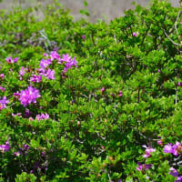 阿蘇･烏帽子岳のミヤマキリシマ ～ 2025年5月花芽無く 裏年かな？😪