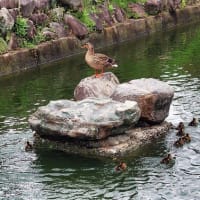要法寺　カモの引っ越し