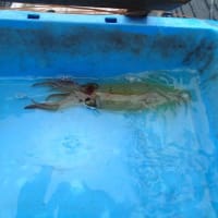 天気回復を待って、お昼前から汐巻に五目釣り(2025/6/22)