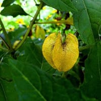 ナス科の仲間似た花ばかですが ワルナスビ ヒヨドリジョウゴ イヌホオズキ 他 花と徒然なるままに ナス科の仲間似た花ばかですが ワルナスビ ヒヨドリジョウゴ イヌホオズキ 他 花と徒然なるままに