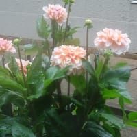 雨の日のアジサイ