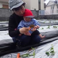 あか　０歳児　さつま芋の苗植え・室内遊び