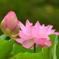 蓮の花咲く、山里の夏