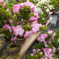 今年の開花が始まりました