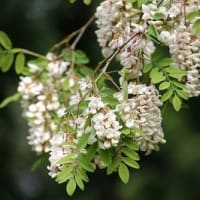 5月を歩いてみれば②