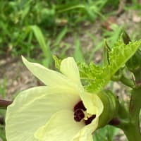 夏野菜あれこれ