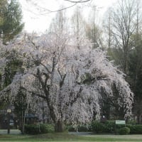 桜を求めて～県総合運動公園（天童市）