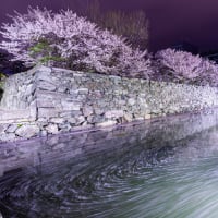 徳島中央公園の桜
